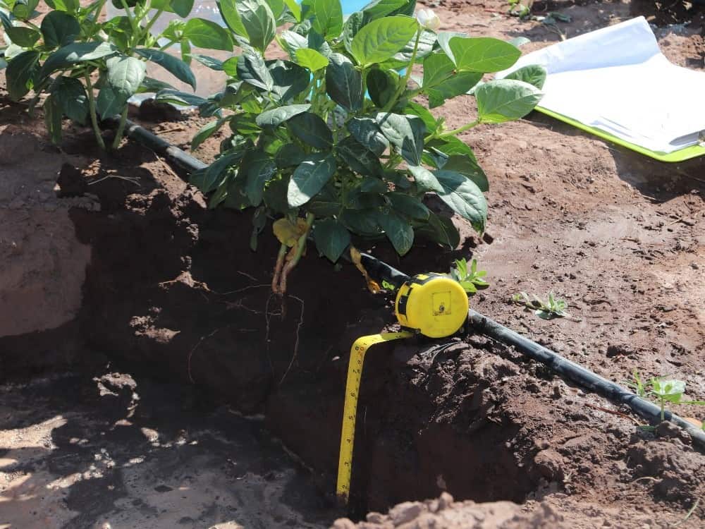 Socializan proyecto de frijol tolerante a sequía con productores del Cesar | RTA Noticias
