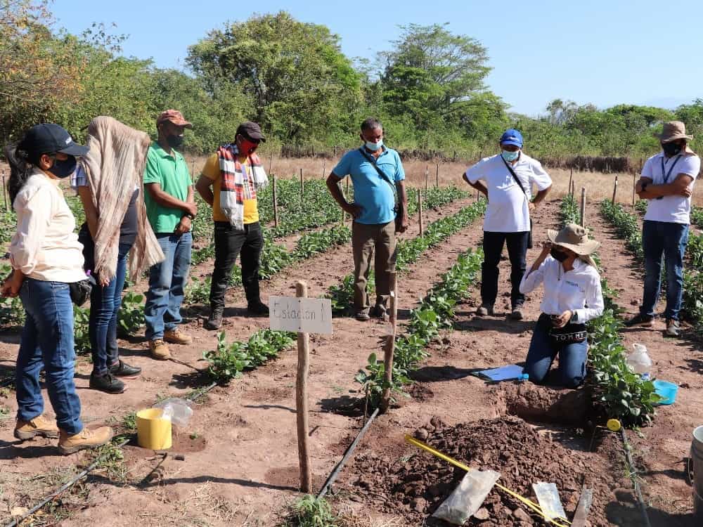Socializan proyecto de frijol tolerante a sequía con productores del Cesar | RTA Noticias