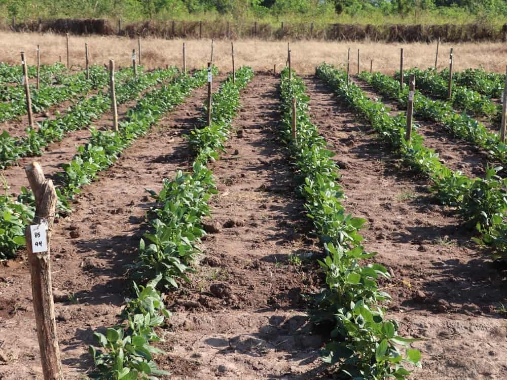 Socializan proyecto de frijol tolerante a sequía con productores del Cesar | RTA Noticias