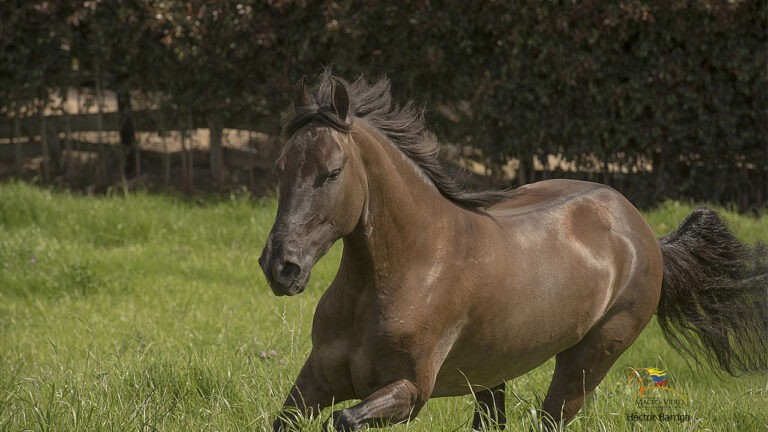 Colombia exportará semen de caballos