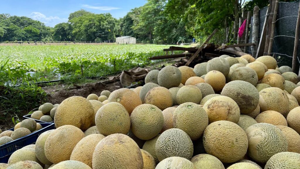 Excombatientes cultivan melones y plantas aromáticas Excombatientes cultivan melones y plantas aromáticas | RTA Noticias