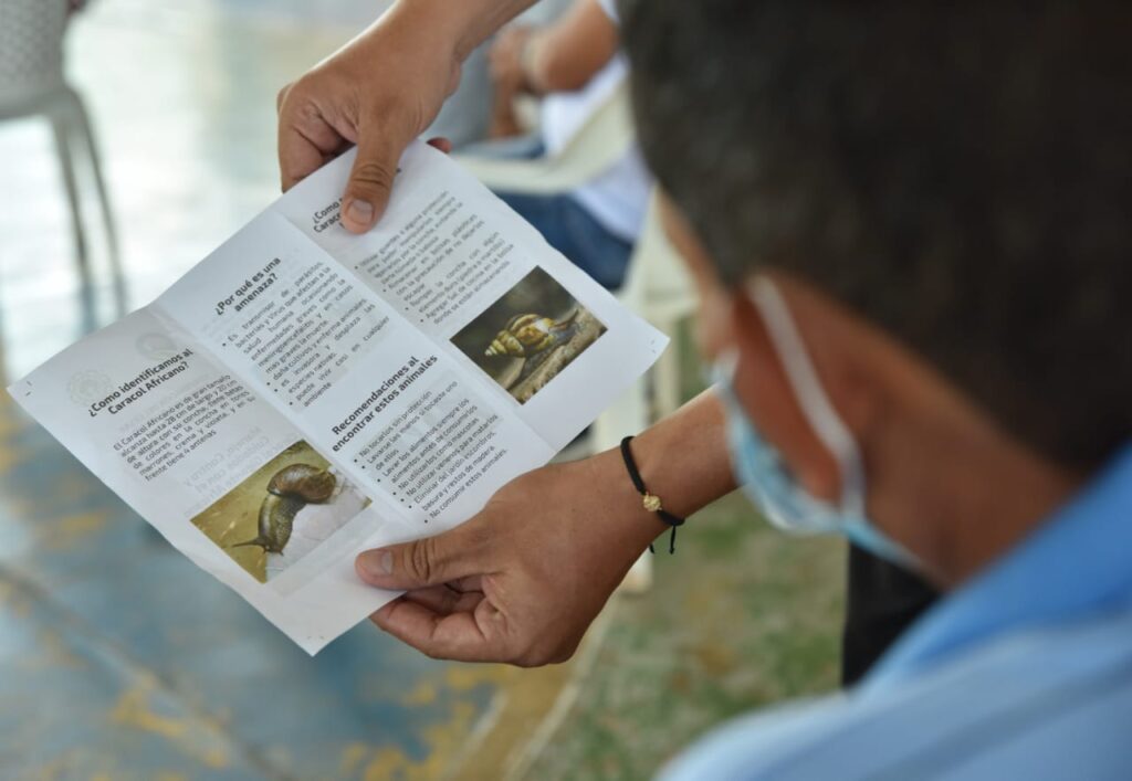 Con capacitaciones buscan erradicar el caracol africano | RTA Noticias
