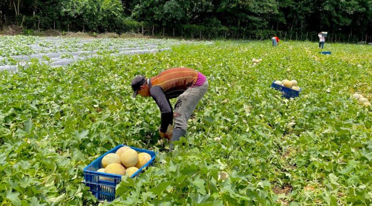 Excombatientes cultivan melones y plantas aromáticas F308CA96-782C-4AF4-823B-0AEA90DB4BE2