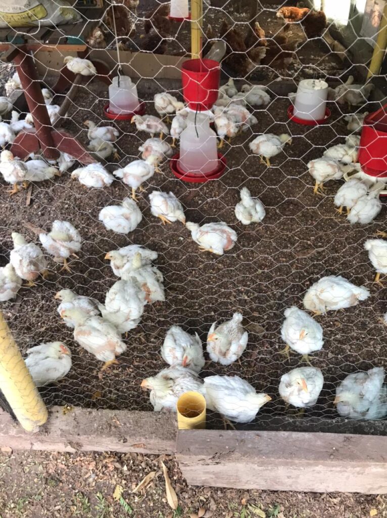 Habitantes de San Diego denuncian cortes de energía eléctrica | RTA Noticias