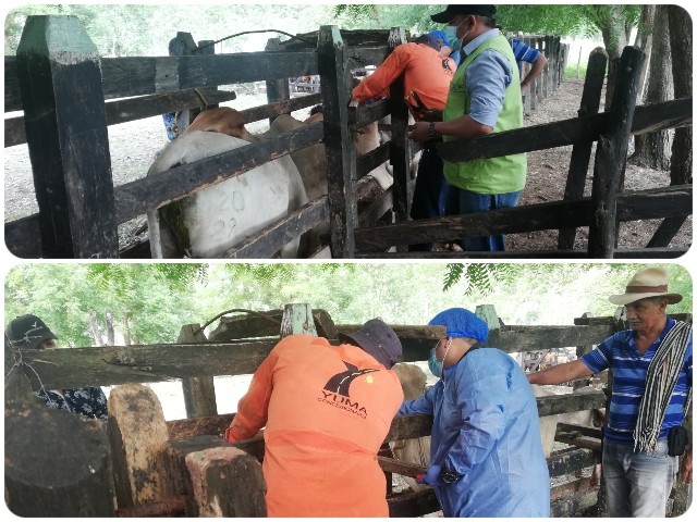 Realizan muestreo de vigilancia en predios ganaderos del Cesar 57CCB585-E8E3-4257-A819-C9AB976AE444