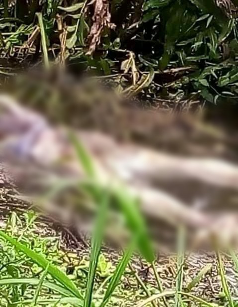 38D255D9-6347-4E60-8C29-4A88DC4B9B7E