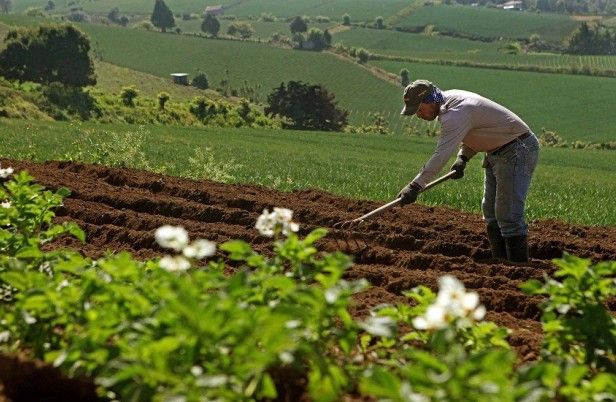 Deudores morosos del agro tendrán alivios económicos 728F7D43-2307-4852-8EFF-8CC1EC4F79D4