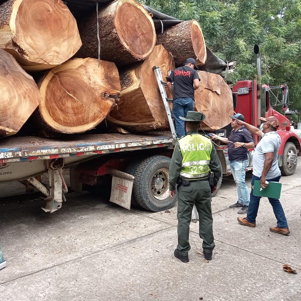 Incautan madera de algarrobillos en Codazzi, Cesar | RTA Noticias