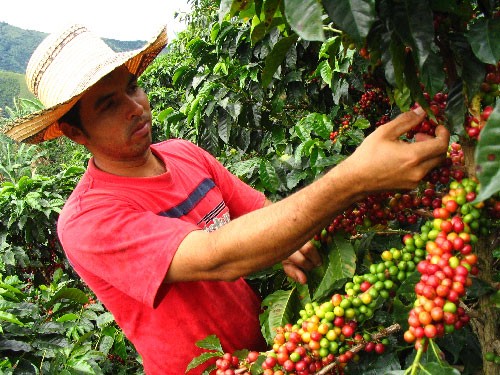 Gobierno del Cesar presenta proyecto para caficultores Gobierno del Cesar presenta proyecto para caficultores | RTA Noticias