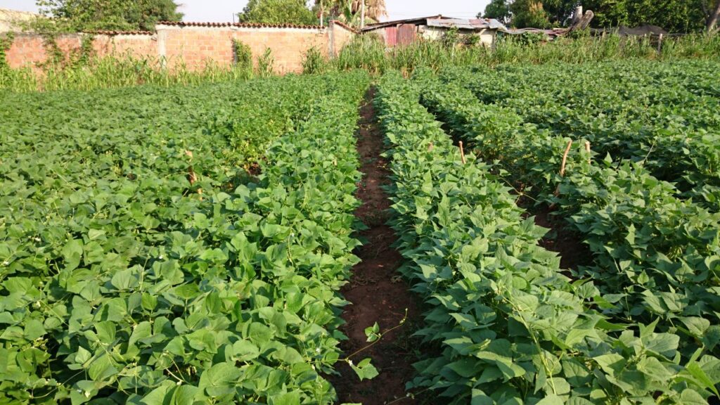 Proyecto de fríjol biofortificado en el Cesar | RTA Noticias