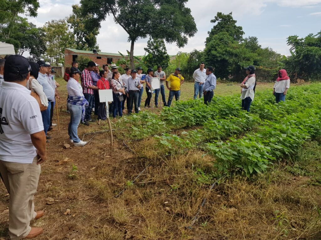 Proyecto de fríjol biofortificado en el Cesar | RTA Noticias