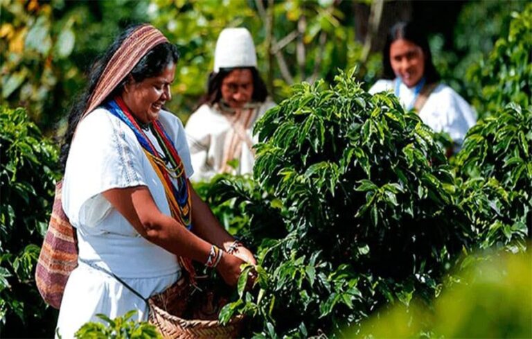Gobierno del Cesar presenta proyecto para caficultores Foto de caficultores en el Cesar