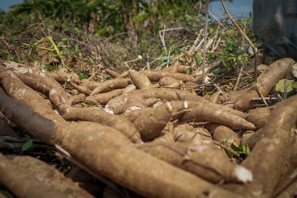 Multinacional estadounidense adquiere yuca colombiana | RTA Noticias