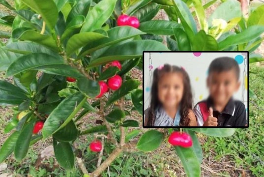 Por un fruto dos niños mueren envenenados en Aguachica Niños mueren por comer fruta