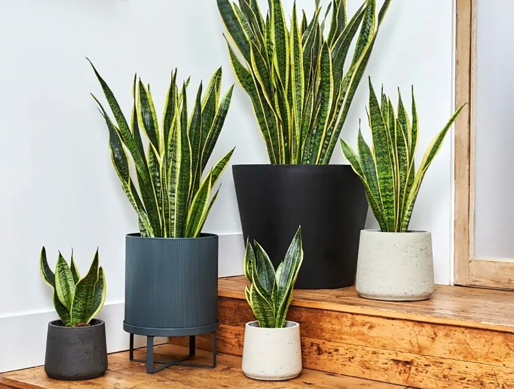 5 plantas capaces de absorber el calor y purificar el aire | RTA Noticias