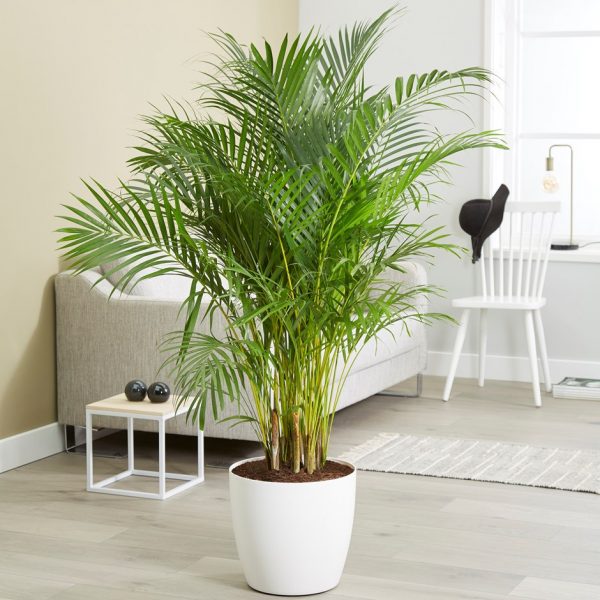 5 plantas capaces de absorber el calor y purificar el aire | RTA Noticias