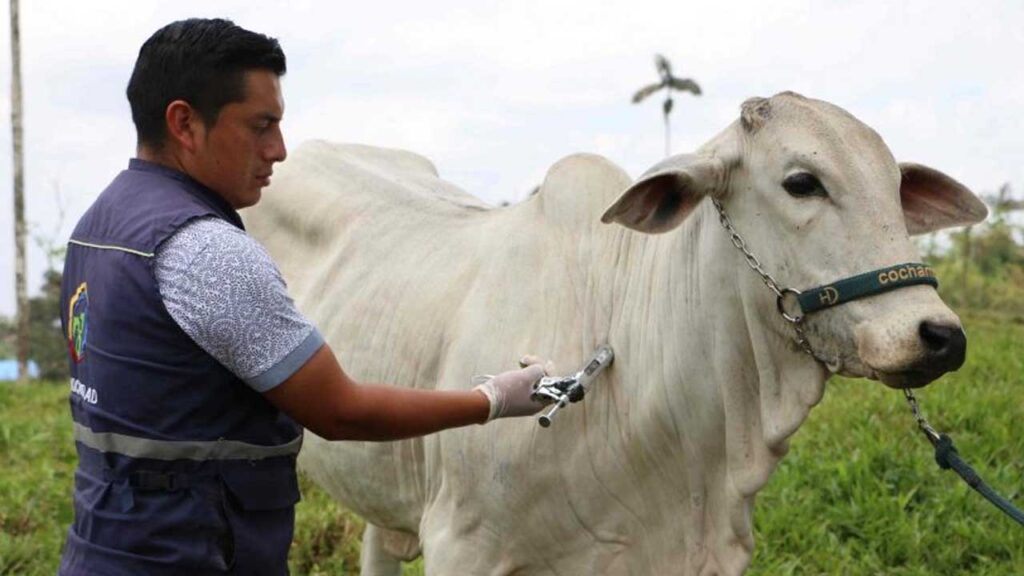 Se realizará segundo ciclo de vacunación contra Aftosa | RTA Noticias