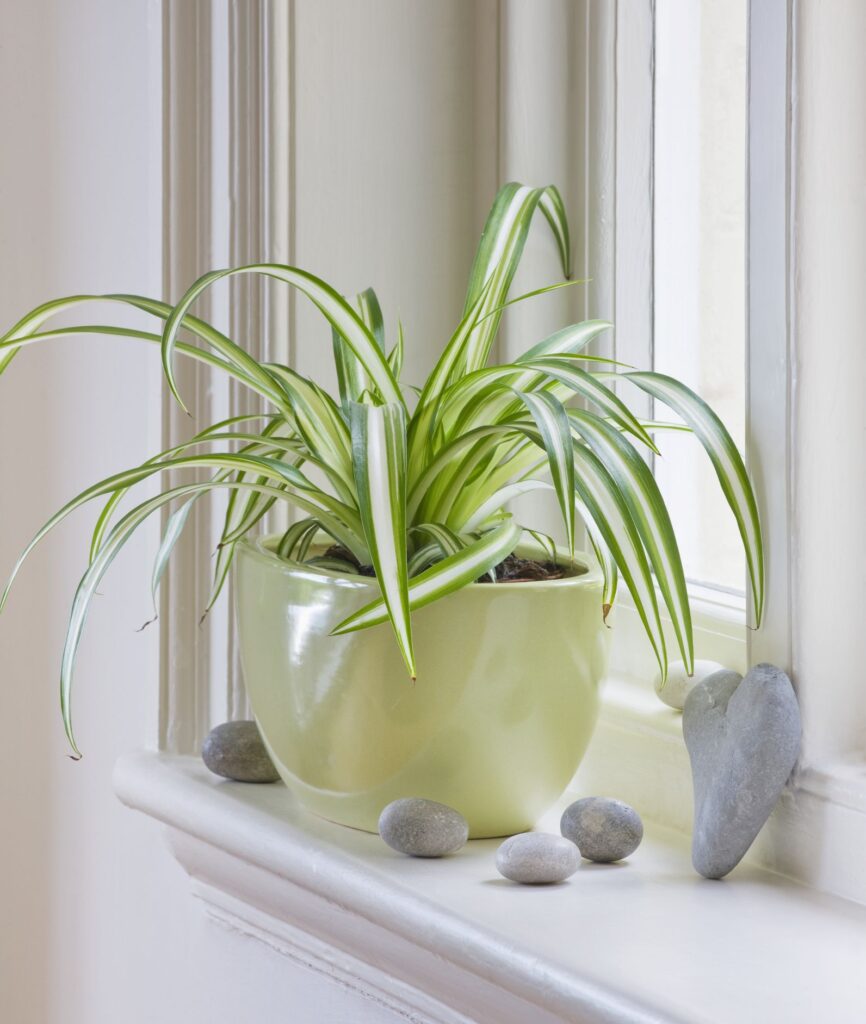 5 plantas capaces de absorber el calor y purificar el aire | RTA Noticias