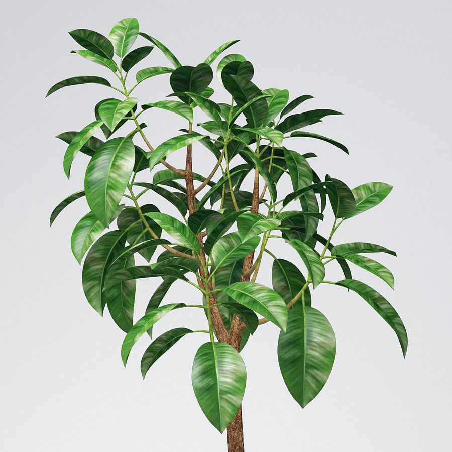 5 plantas capaces de absorber el calor y purificar el aire | RTA Noticias