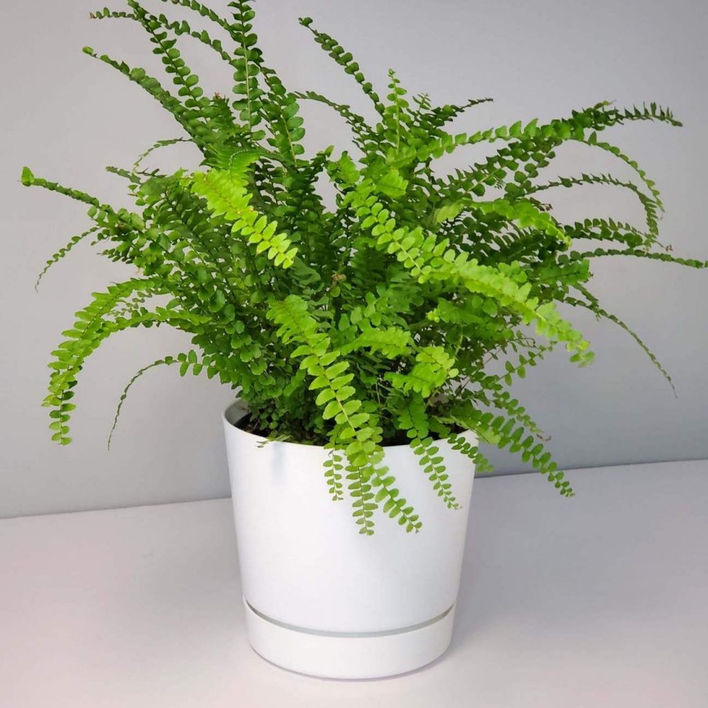 5 plantas capaces de absorber el calor y purificar el aire | RTA Noticias