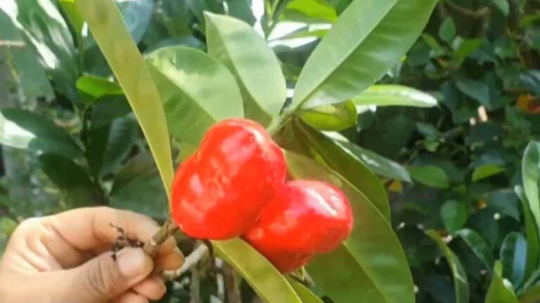 Por un fruto dos niños mueren envenenados en Aguachica | RTA Noticias