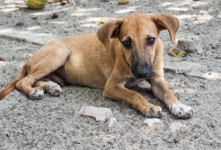 Judicializan a hombre por violar sexualmente a una perrita Judicializan a hombre por violar a una perrita