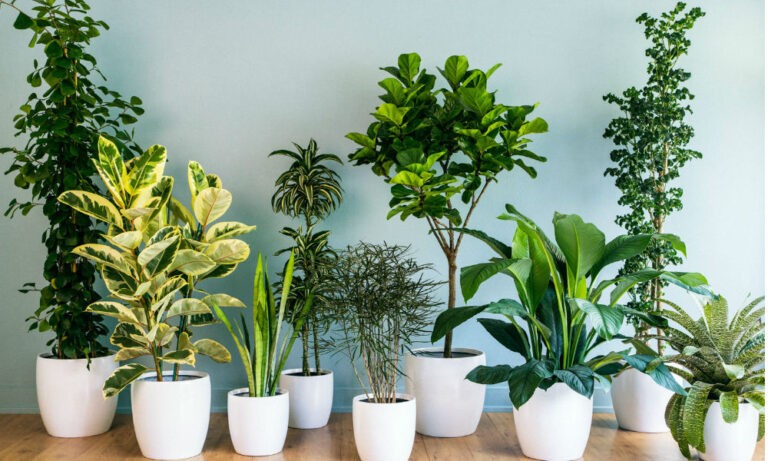 plantas-interior