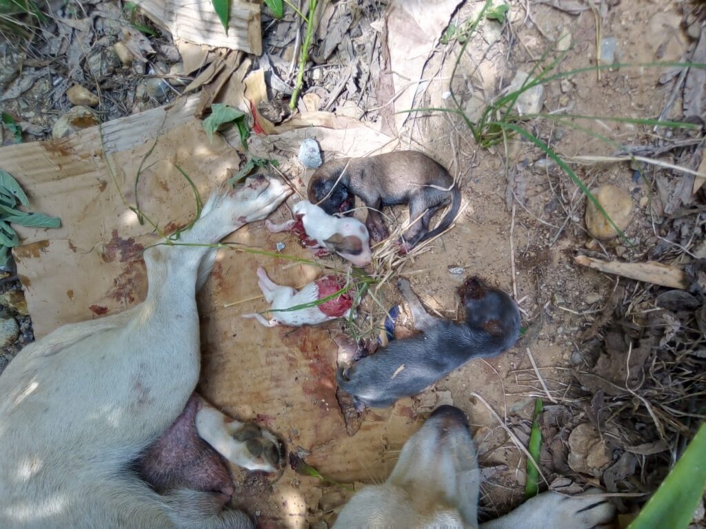 Imputan cargos a paramédico por asesinar a cuatro perritos | RTA Noticias