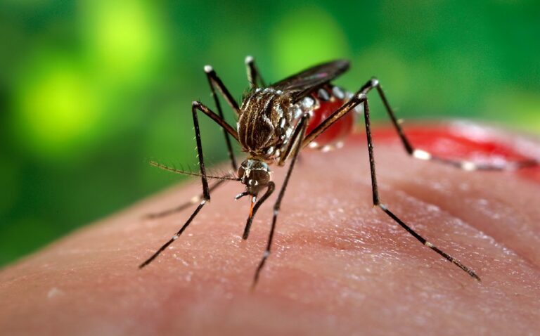 Por lluvias aumentan los casos de dengue en Valledupar posible-cura-para-el-dengue_0_24_958_596