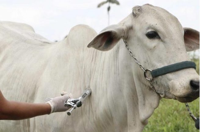 Colombia ha vacunado 16.5 millones de bovinos contra aftosa | RTA Noticias