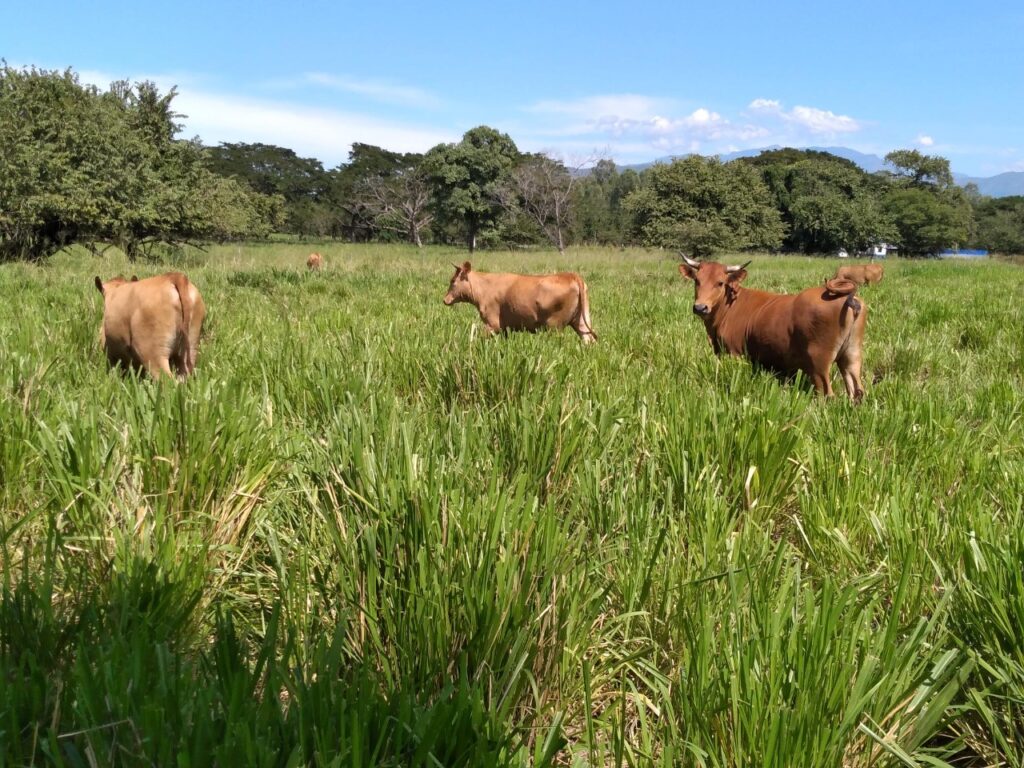 Se acerca el final de la subasta virtual de Agrosavia | RTA Noticias