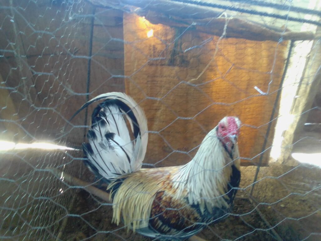 Monumento 'Los Gallos': en honor a las peleas de gallos | RTA Noticias