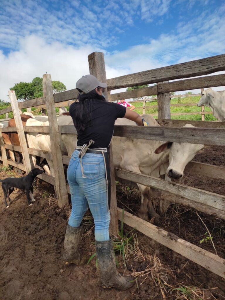 Finalizó ciclo contra fiebre aftosa en Colombia Finalizó ciclo contra fiebre aftosa en Colombia | RTA Noticias