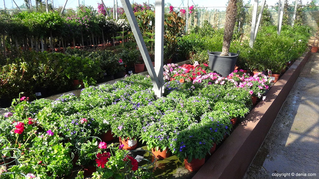 Cerraron vivero Tolima en cerro Santo Ecce Homo Cerraron vivero Tolima en cerro Santo Ecce Homo | RTA Noticias