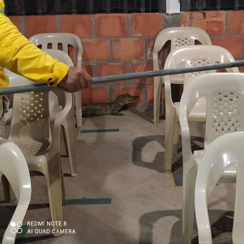 Bombero rescatan babilla en el barrio Villa Dariana | RTA Noticias
