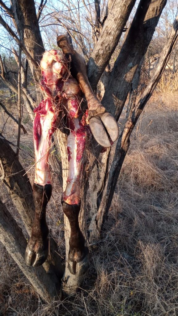 Continua el robo de ganado en Patillal, Cesar | RTA Noticias