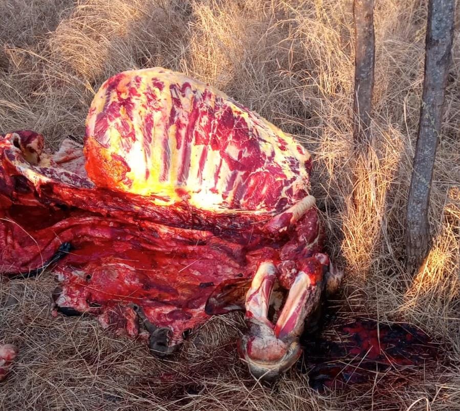 Continua el robo de ganado en Patillal, Cesar | RTA Noticias