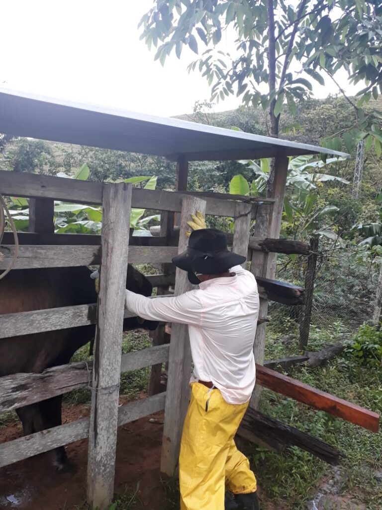 Vacunación contra aftosa en la frontera con Venezuela Vacunación contra aftosa en la frontera con Venezuela | RTA Noticias