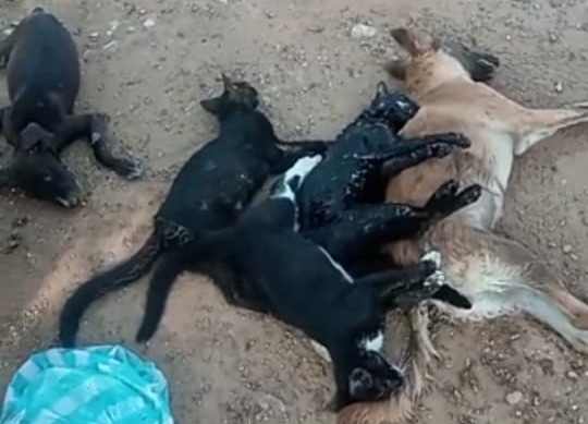 Muerte de mascotas enciende alarmas en Valledupar. | RTA Noticias