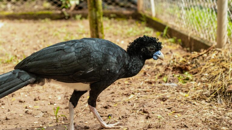 Drummond-Ltd.-aporta-a-la-conservacion-de-especies-en-peligro-de-extinci...-768x432-1