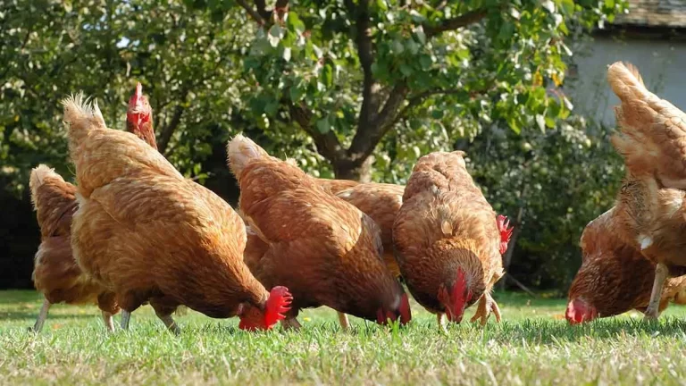 ¿Pollos alimentados con marihuana sufren menos enfermedades? GallinasLibres