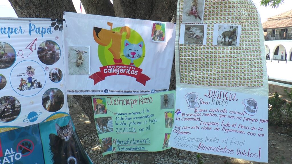 En la plaza Alfonso López rechazaron el maltrato animal | RTA Noticias