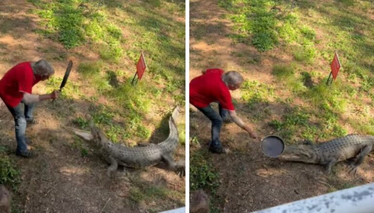 A "sartenazos" hombre se defiende de ataque de cocodrilo descarga-5