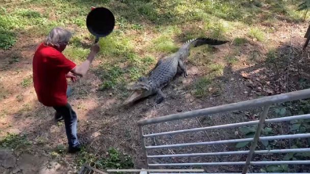 A "sartenazos" hombre se defiende de ataque de cocodrilo A "sartenazos" hombre se defiende de ataque de cocodrilo | RTA Noticias