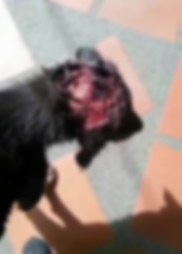 Con agua caliente agredieron a un perro en Valledupar | RTA Noticias