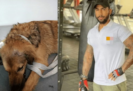 Realizarán plantón en rechazo al maltrato animal Realizarán plantón en rechazo al maltrato animal | RTA Noticias