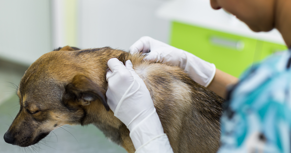 purina-problemas-enfermedas-de-la-piel-en-perros