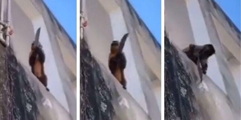 Video: Mono con cuchillo en mano atemorizó a un vecindario 62bd03cb3c6ce