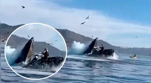 Ballena se "tragó" a dos mujeres y luego las "escupió" | RTA Noticias