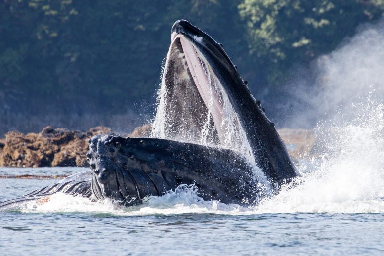 Humpback-Whale-Mouth-Open-777x518-2
